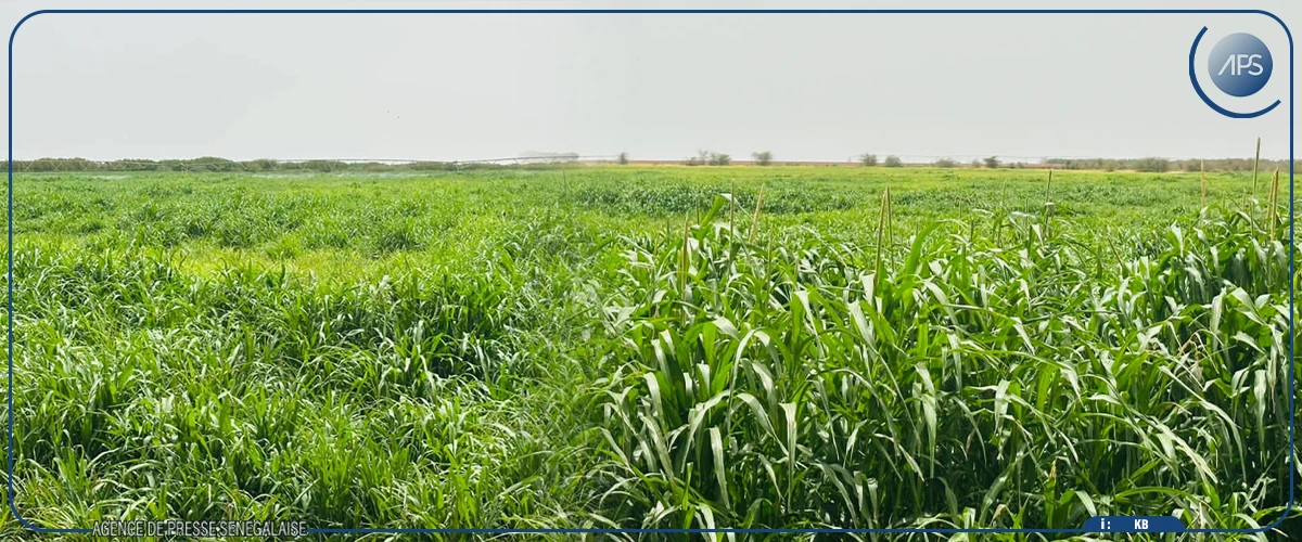 Dagana : 200 hectares de fourrage bio offerts à des éleveurs de Mbane 