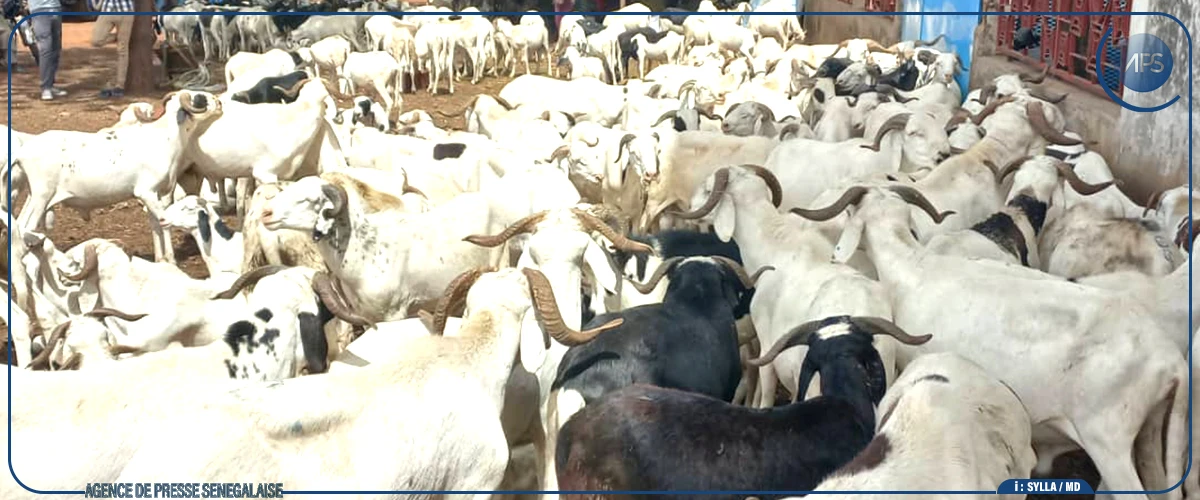 Ziguinchor : 21 350 moutons recensés, soit 85, 43 % de l’objectif fixé (service de l’élevage)