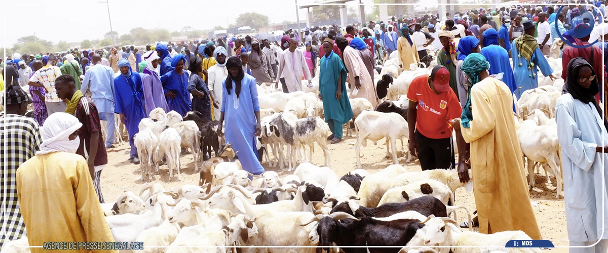 Tabaski : près de 60 000 moutons convoyés de Linguère en direction d’autres localités (service de l’élevage)