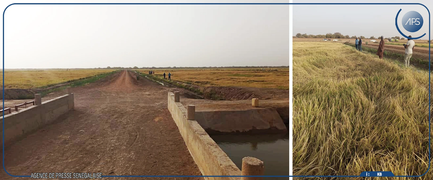 Tournée du chef de l’Etat : des producteurs agricoles de Podor expriment leurs attentes