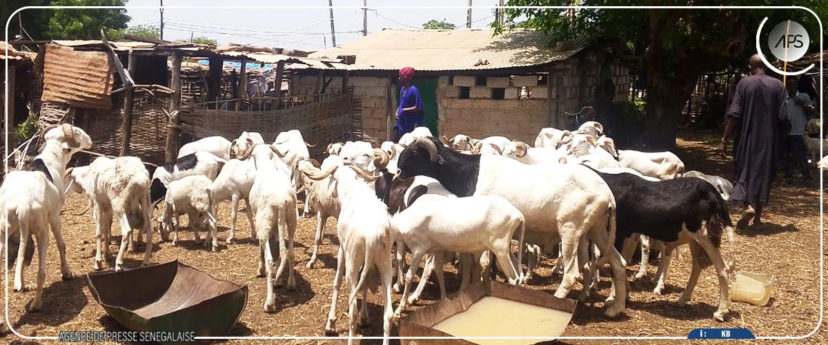 Foirail de Kédougou : des moutons en abondance, mais les clients sont rares