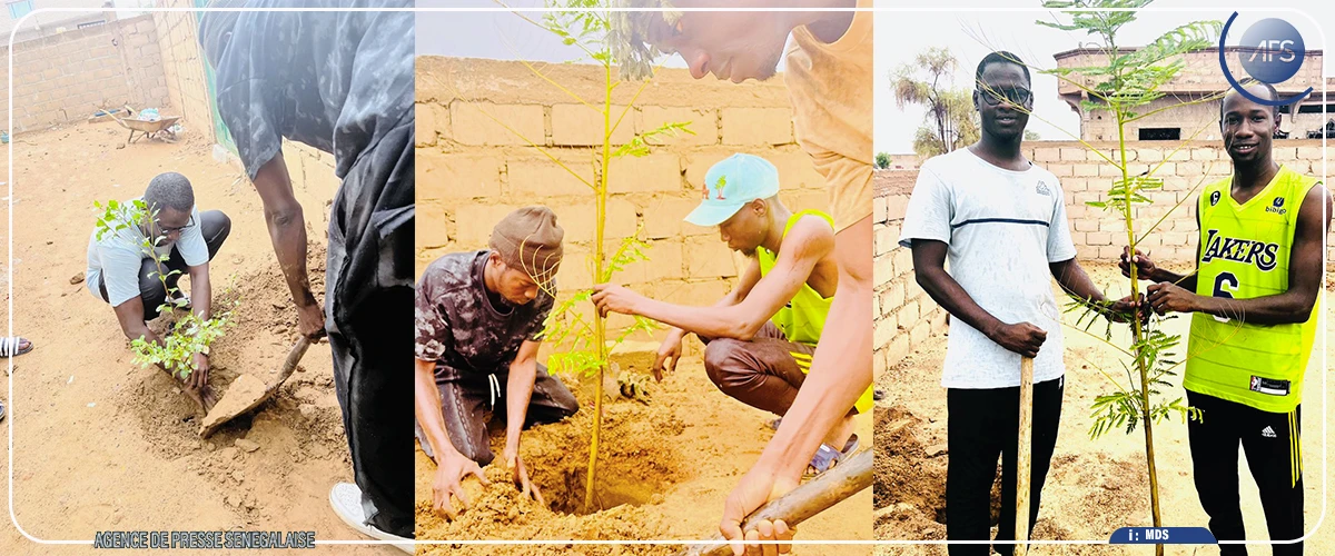 Thilogne: un projet prévoit la plantation de 5 000 arbres pour son plan hivernal