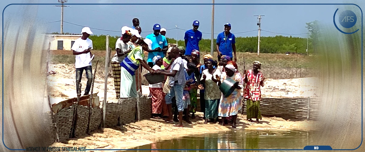 L’ANA remet des alevins à des aquacultrices d’Etama, dans la région de Ziguinchor 