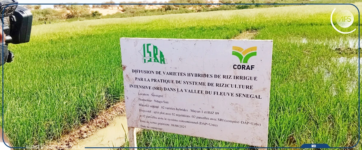 Vallée du fleuve : l’ISRA expérimente le système de riziculture intensive