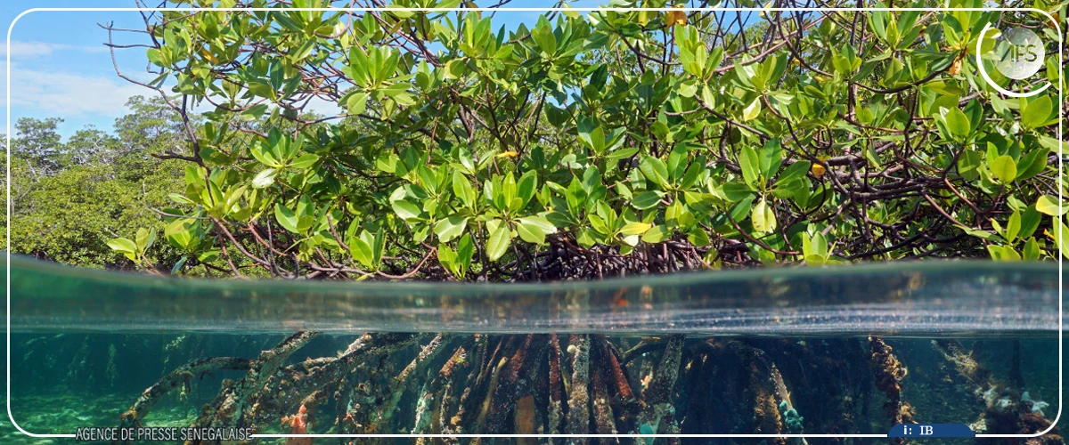 Protection des écosystèmes mangrove : un officiel plaide pour une synergie entre savoirs endogènes et scientifiques
