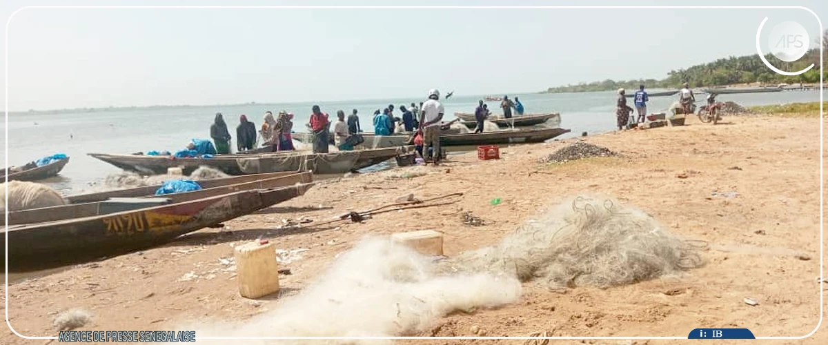 Filets en monofilament : une menace sur l’équilibre écologique et économique à Sédhiou