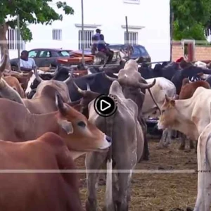Serigne Khadim Lô Gaydel fait convoyer un important troupeau de bœufs vers Touba