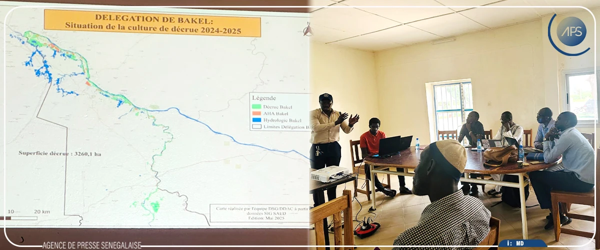 Bakel : plus de 3 200 hectares emblavés pour la culture de décrue (étude)