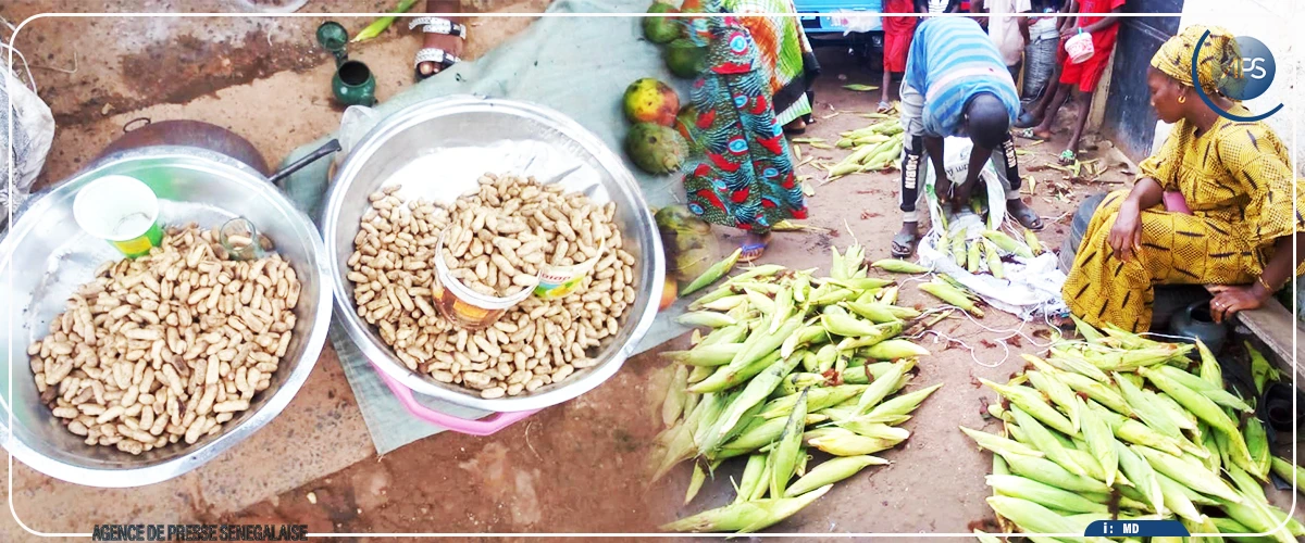 Kolda : les premières récoltes de mais et d’arachide sur le marché