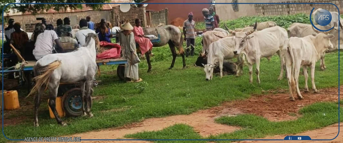 Une alliance sénégambienne préconisée pour renforcer la lutte contre le vol de bétail