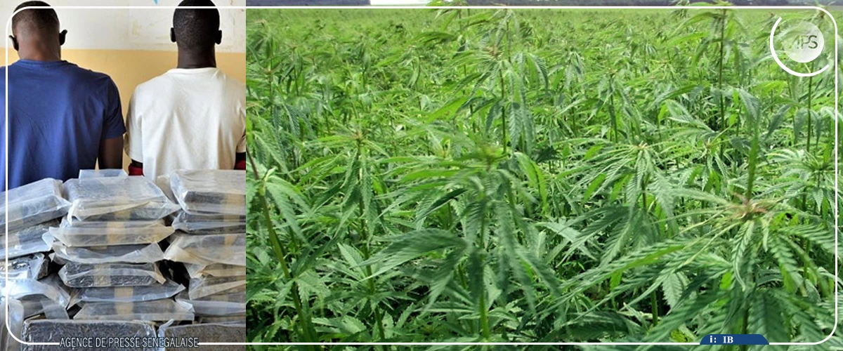 Deux individus arrêtés à Saint-Louis pour culture de chanvre indien (police)
