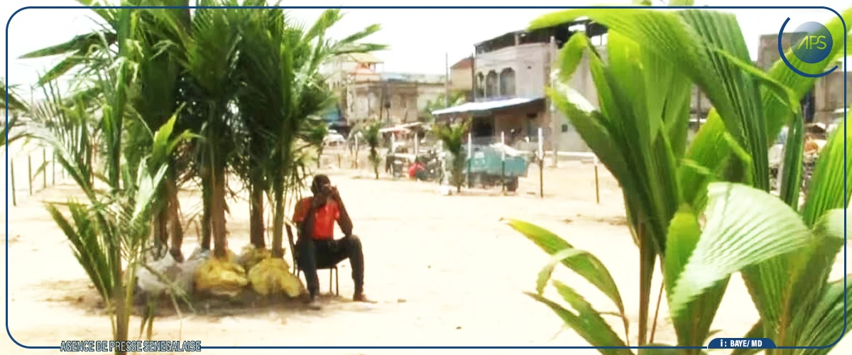 Kaolack : les Amazones du Saloum apportent une contribution de mille plants à la campagne de reboisement