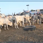 "Usine Khorom", foirail-carrefour des affaires et de la foi