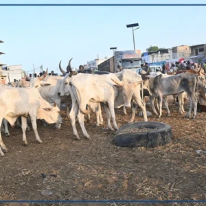 "Usine Khorom", foirail-carrefour des affaires et de la foi