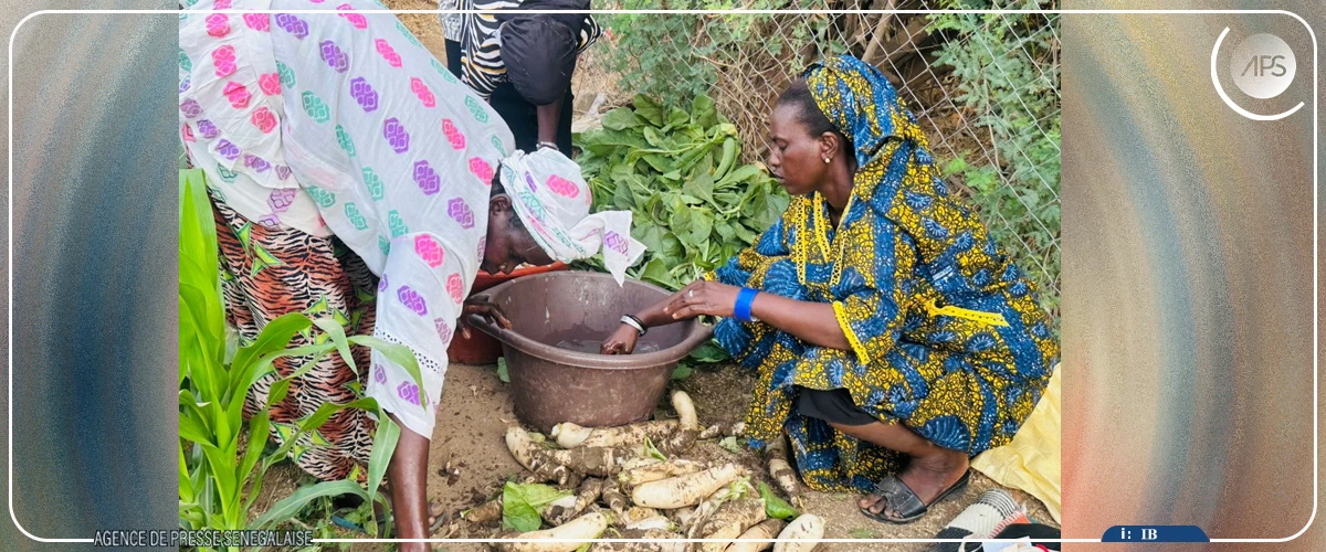 Dagana : des productrices veulent faire des cultures maraîchères et fourragères un levier de développement