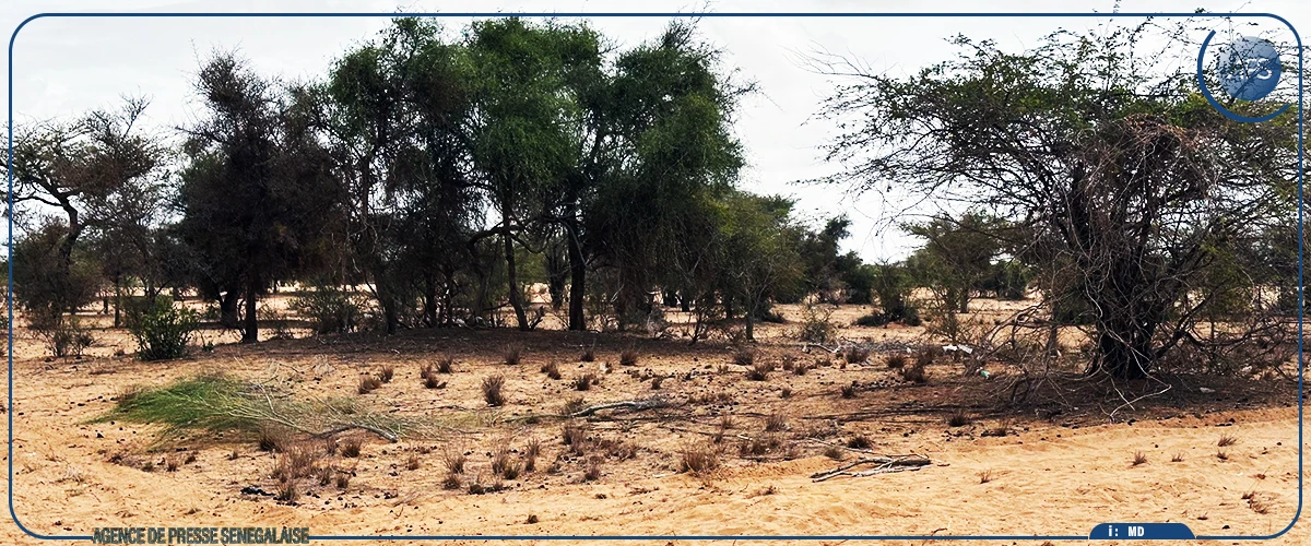 Saint-Louis: les caractéristiques de la forêt classée de Rao mises en exergue