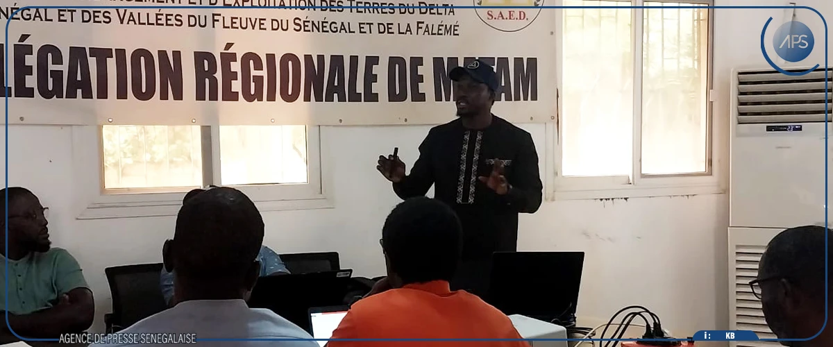 Campagne de décrue : plus de 31 000 hectares emblavés à Matam, selon une étude de la SAED