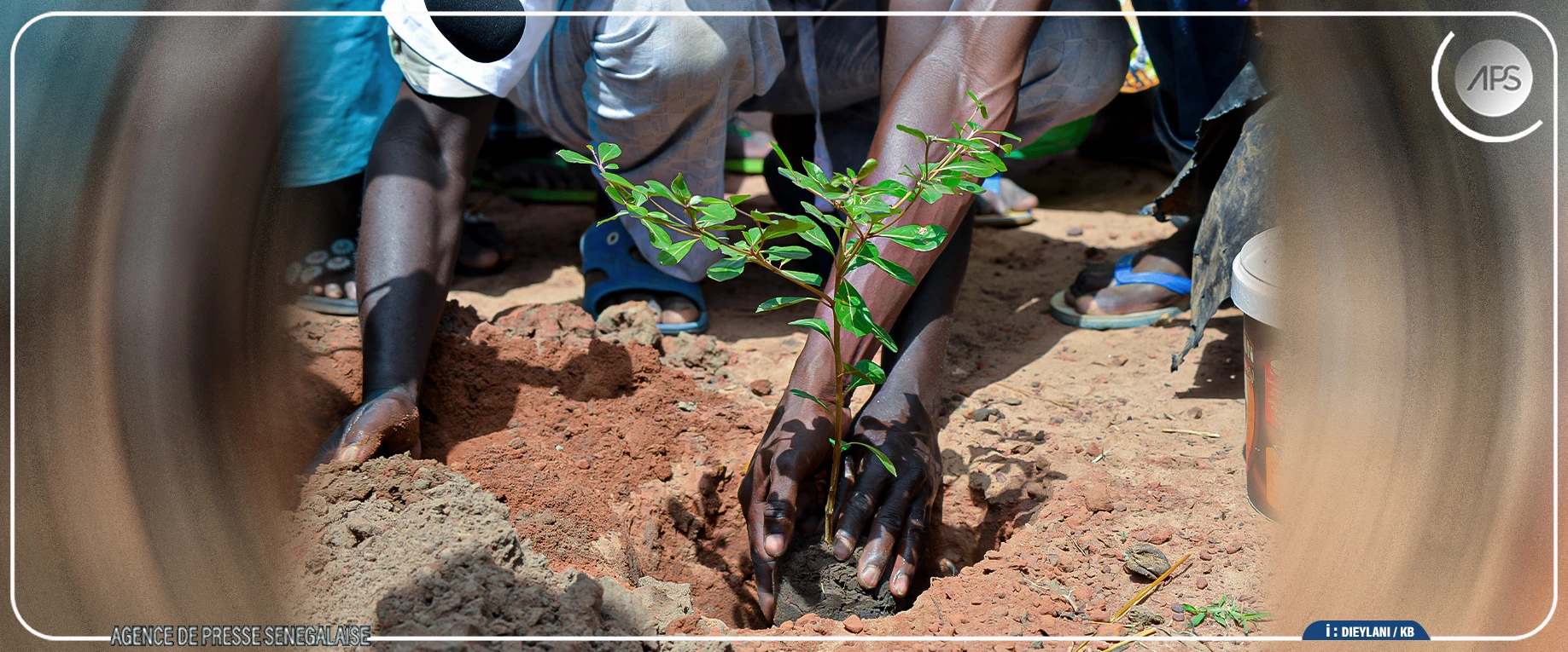 Journée nationale de l'arbre : les forêts classées de Mbao et Rao à l’honneur de la 42e édition
