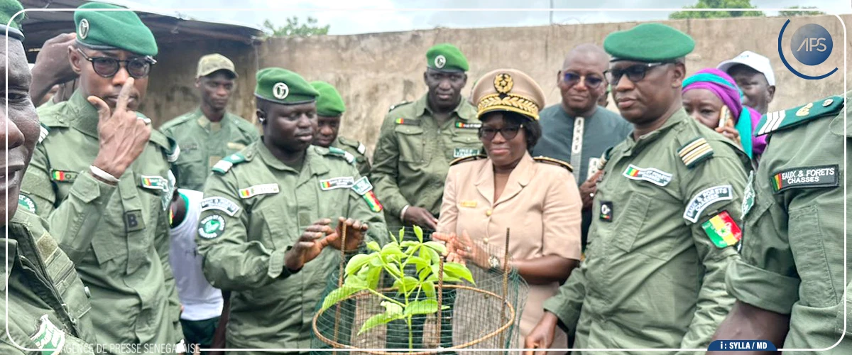 Reboisement : plus d'un million de plants visés dans la région de Tambacounda en 2025 (IREF)