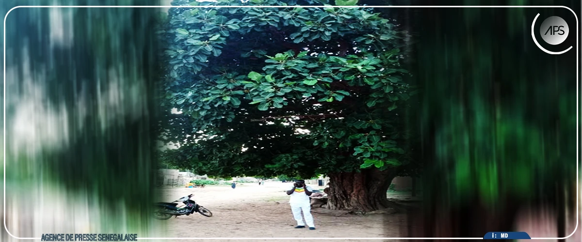 “Bapougui”, un arbre ”miraculeux” qui distribue sagesse et bonheur à Kaffrine