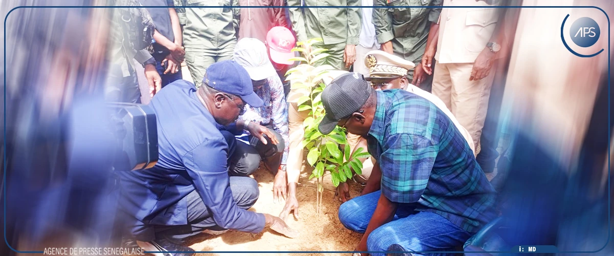 Daouda Ngom assure Khombole de son soutien à la régénération des caïlcédrats