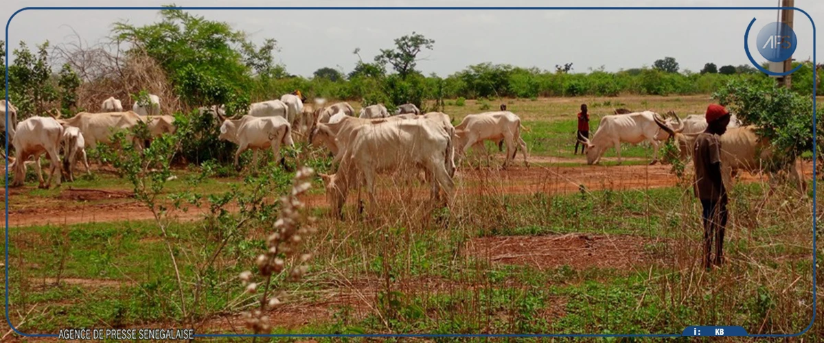 La situation pluviométrique toujours déficitaire dans le département de Kaolack (GTP)