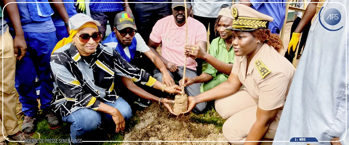 Plaidoyer pour la plantation d’arbres en ville