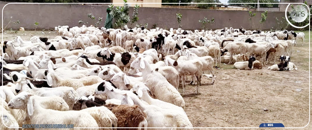 Dahra : des bénéficiaires du projet Agri-jeunes reçoivent 408 moutons pour leurs activités