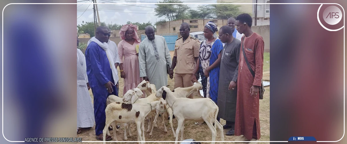 Dahra : des bénéficiaires du projet Agri-jeunes reçoivent 408 moutons pour leurs activités