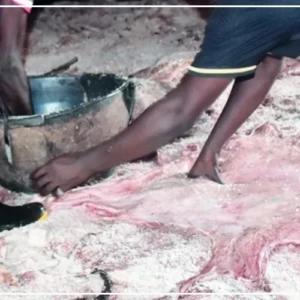 Ngaye Mekhé,: un projet de tannerie industrielle veut valoriser les peaux brutes