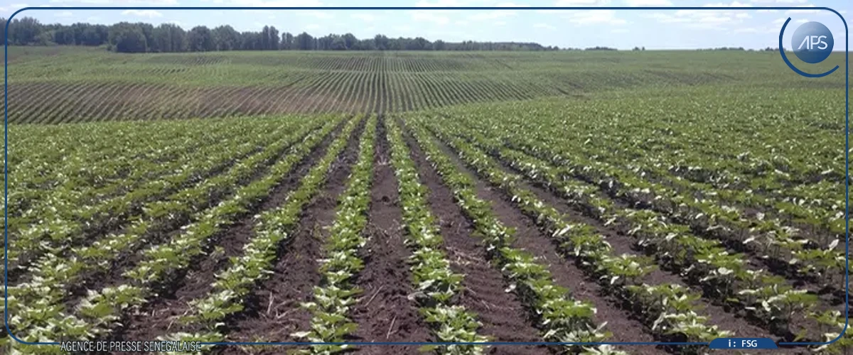 Fixation des prix des engrais : un agronome propose une nouvelle approche basée sur "le coût de la dose"