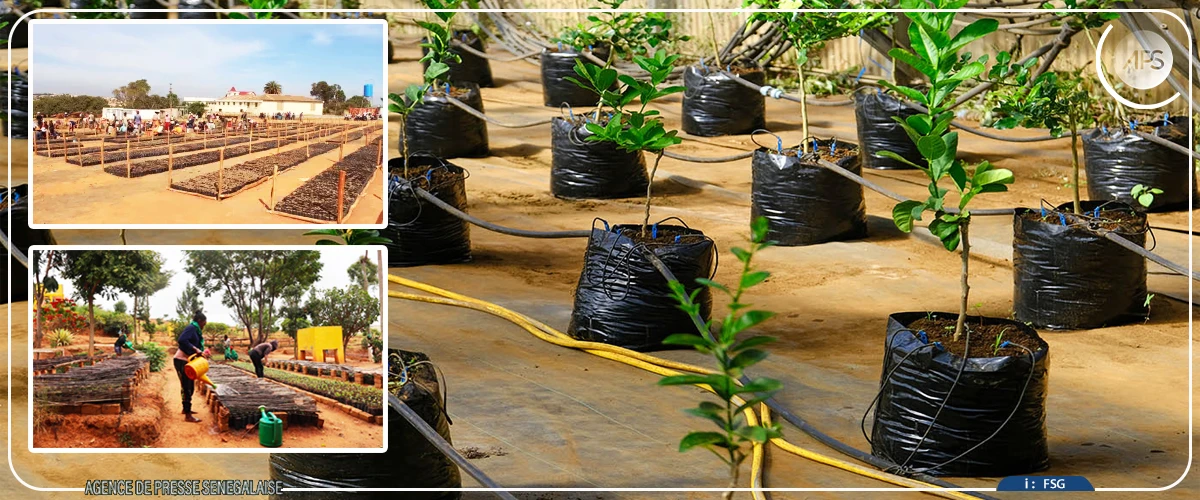 Linguère : des pépinières communautaires annoncées à Labgar pour renforcer la reforestation