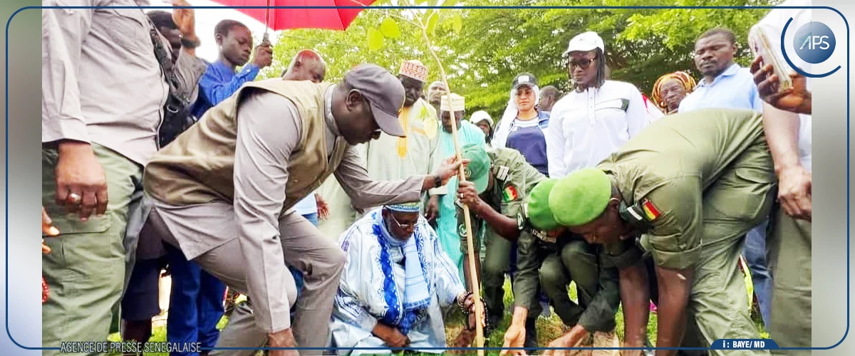 Kaolack : les Amazones du Saloum apportent une contribution de mille plants à la campagne de reboisement