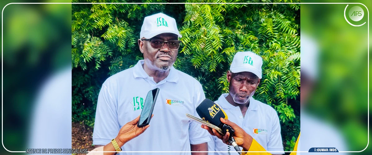 Un chercheur de l’ISRA appelle les producteurs à miser sur les variétés hybrides