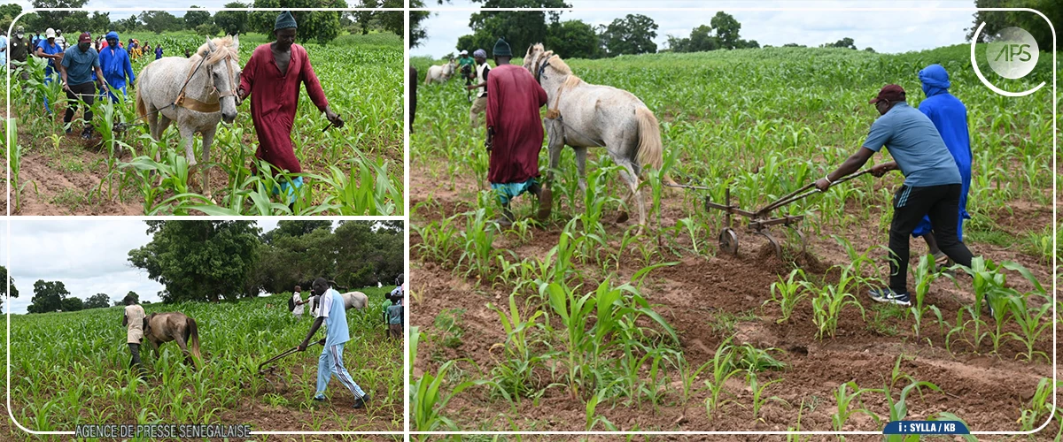 Tambacounda abrite la cinquième édition de ''Oscar des Talents''