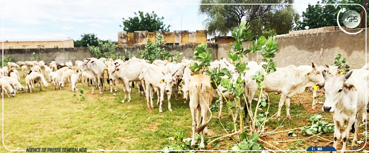 Linguère : 350 jeunes bénéficient d'un financement de 240 millions CFA du projet Agri-jeunes
