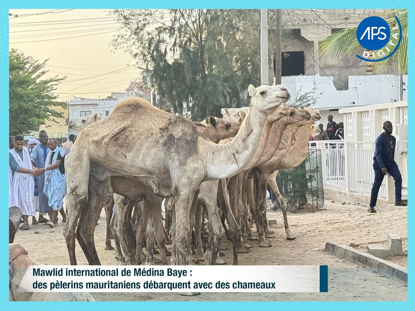 Mawlid international de Médina Baye : des pèlerins mauritaniens débarquent avec des chameaux 