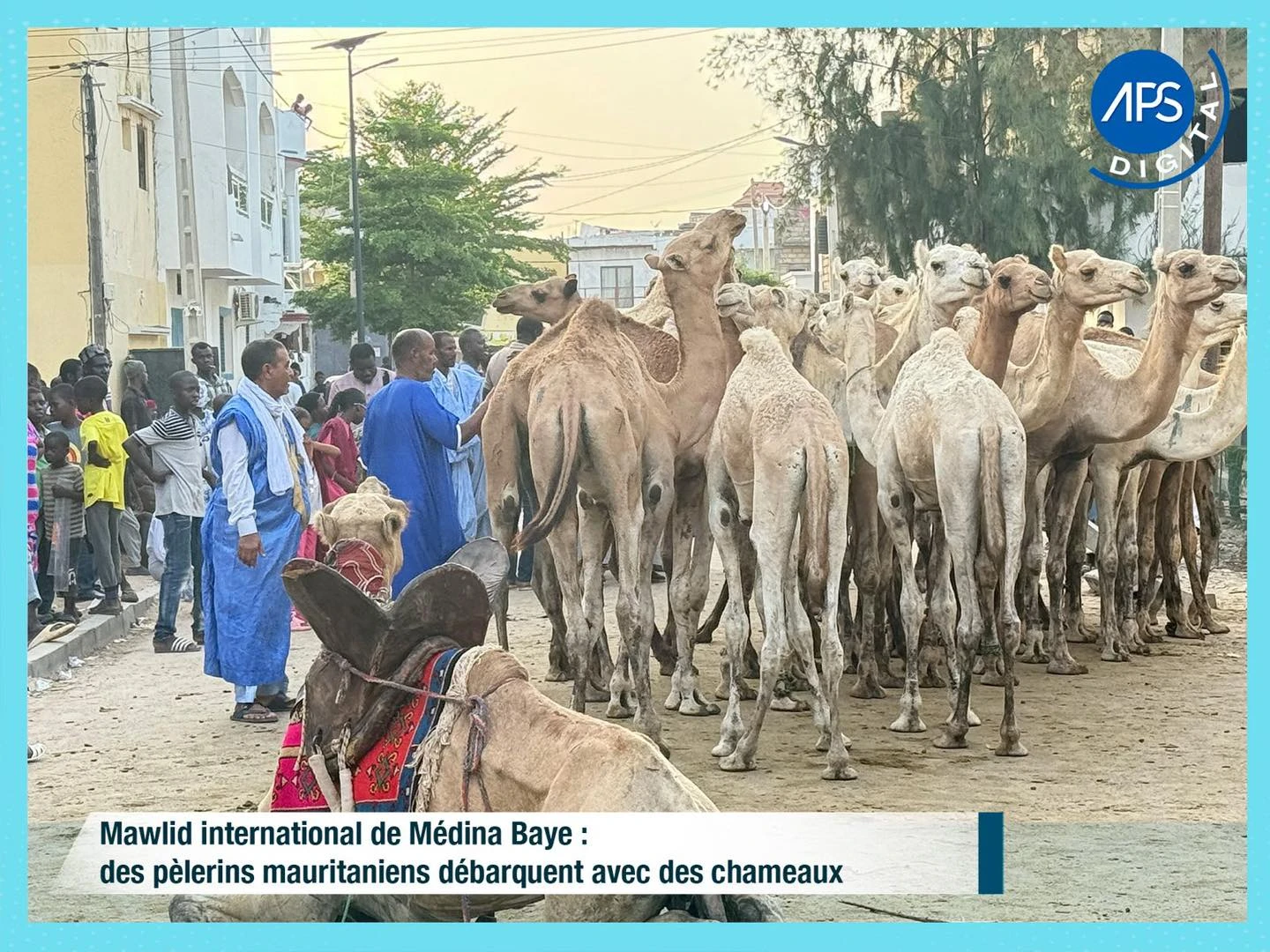 Mawlid international de Médina Baye : des pèlerins mauritaniens débarquent avec des chameaux 
