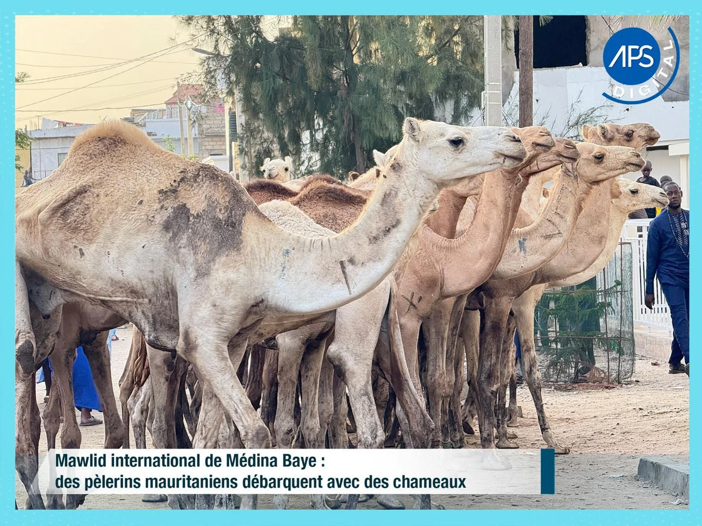 Mawlid international de Médina Baye : des pèlerins mauritaniens débarquent avec des chameaux 