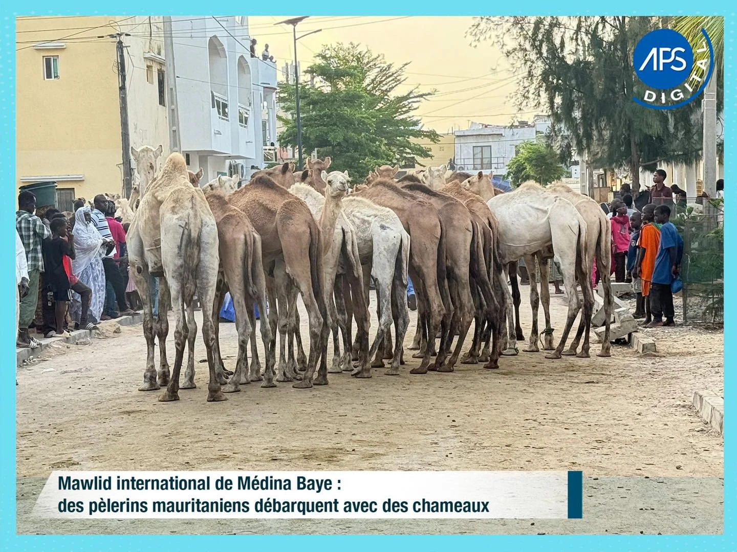 Mawlid international de Médina Baye : des pèlerins mauritaniens débarquent avec des chameaux 