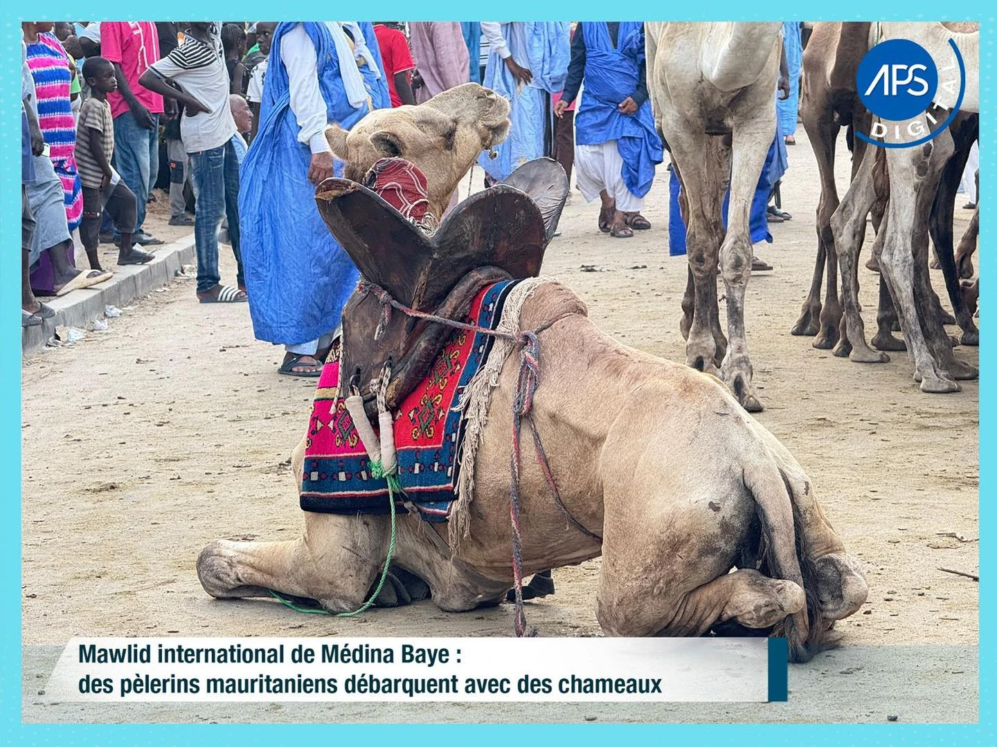 Mawlid international de Médina Baye : des pèlerins mauritaniens débarquent avec des chameaux 