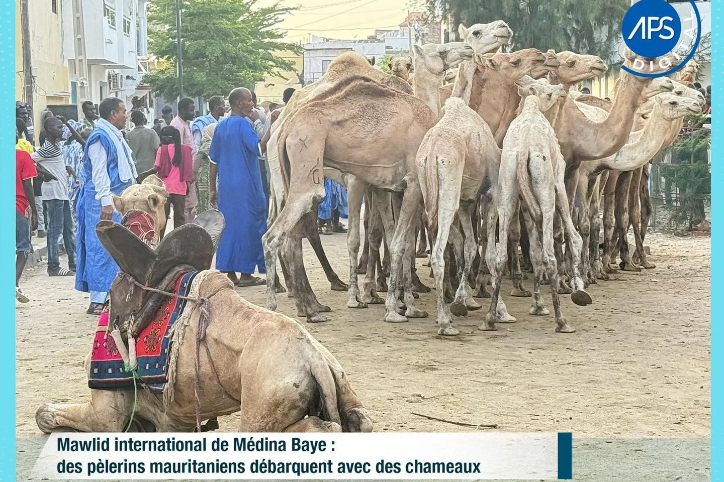 Mawlid international de Médina Baye : des pèlerins mauritaniens débarquent avec des chameaux 