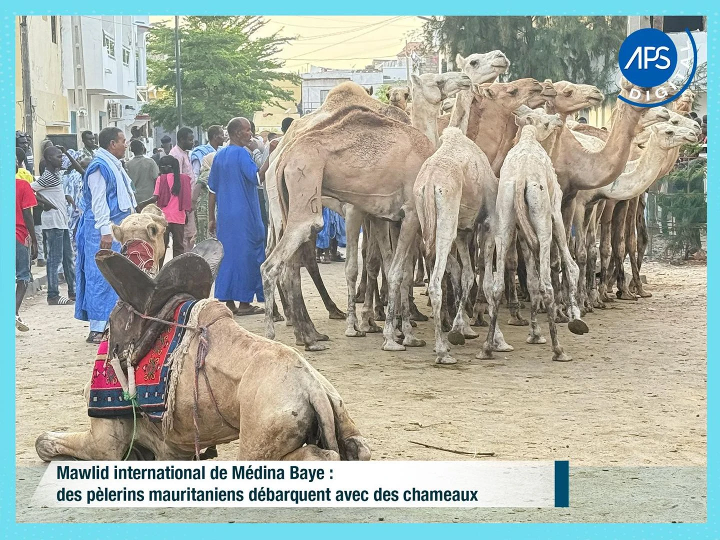 Mawlid international de Médina Baye : des pèlerins mauritaniens débarquent avec des chameaux 