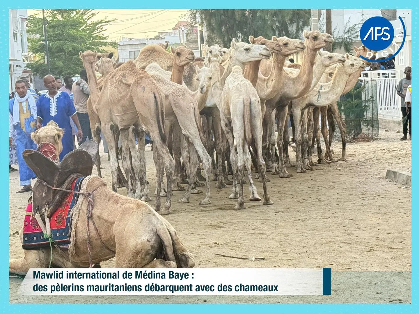 Mawlid international de Médina Baye : des pèlerins mauritaniens débarquent avec des chameaux 
