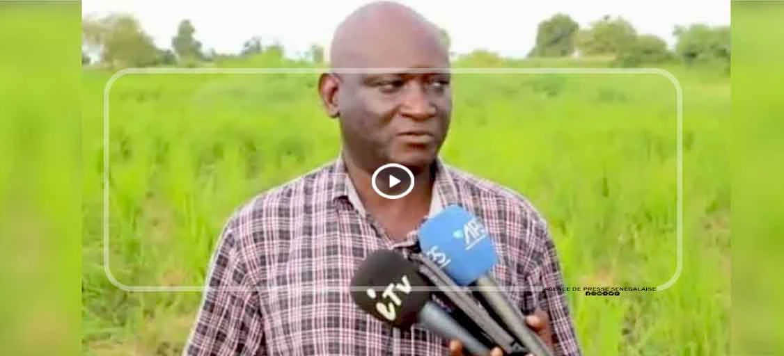 Campagne agricole : Le comportement des cultures jugé ”satisfaisant”