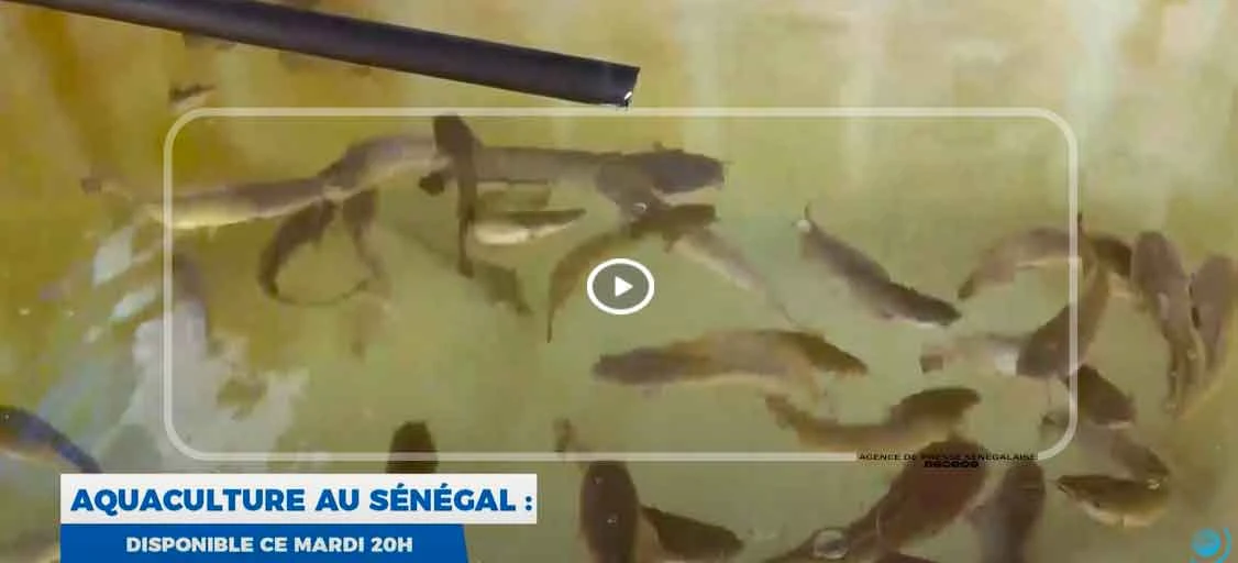 BANDE ANNONCE : Aquaculture au Sénégal Thiadiaye et Mbodiène, vitrines d’une pisciculture moderne