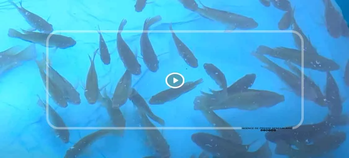 Aquaculture au Sénégal : Thiadiaye et Mbodiène, vitrines d’une pisciculture moderne