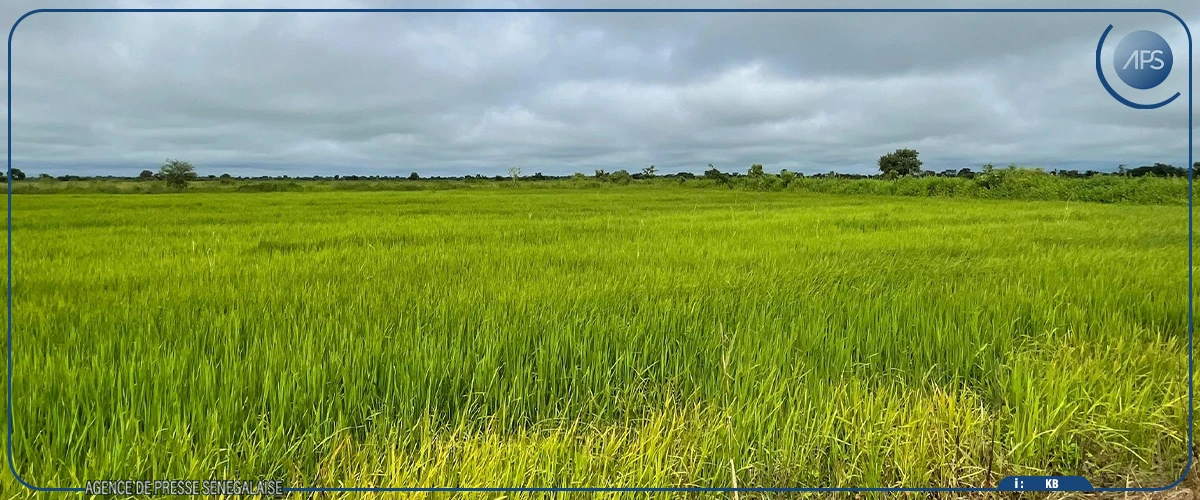 Bassin de l’Anambé : la superficie emblavée peut augmenter, malgré les inondations, assure la SODAGRI