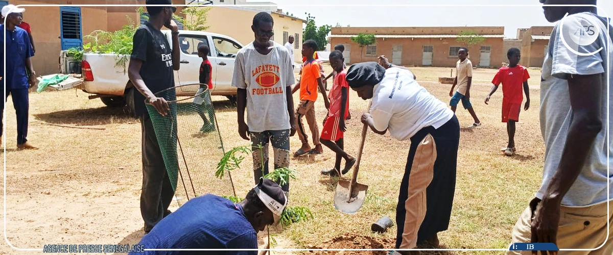 Matam : des arbres fruitiers plantés dans deux écoles et une place publique