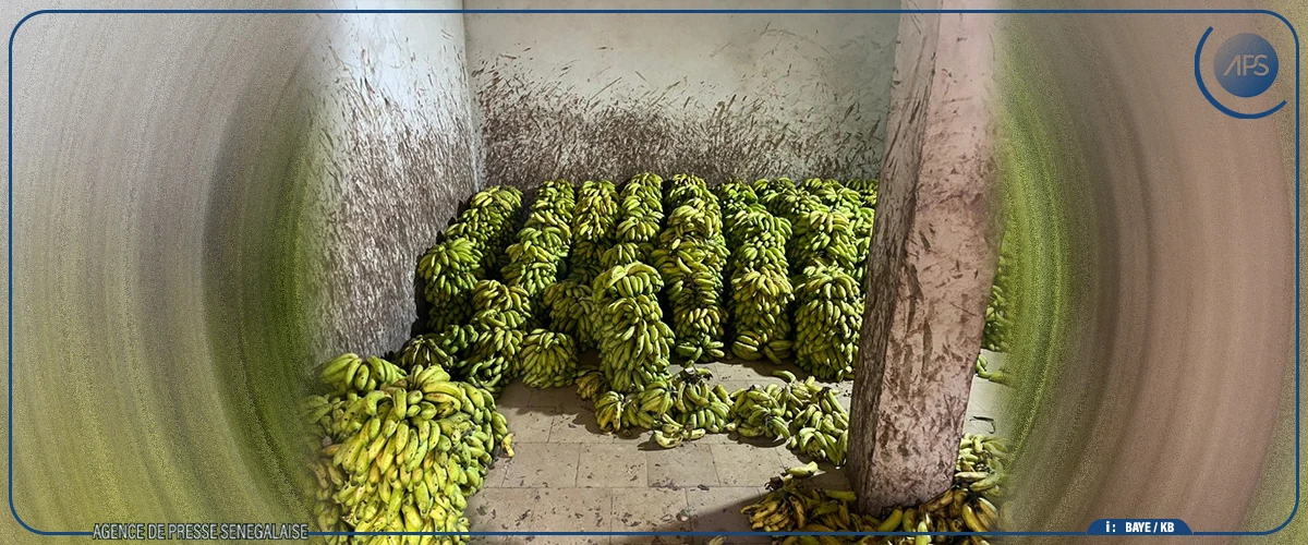 Kaolack : les consommateurs déplorent le prix élevé des fruits, les vendeurs s'expliquent